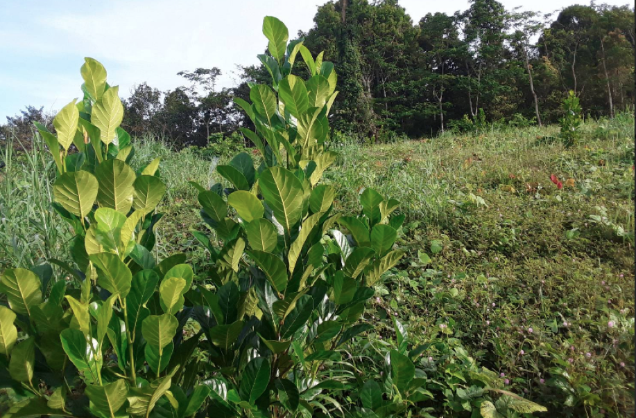 สวนสมุนไพร