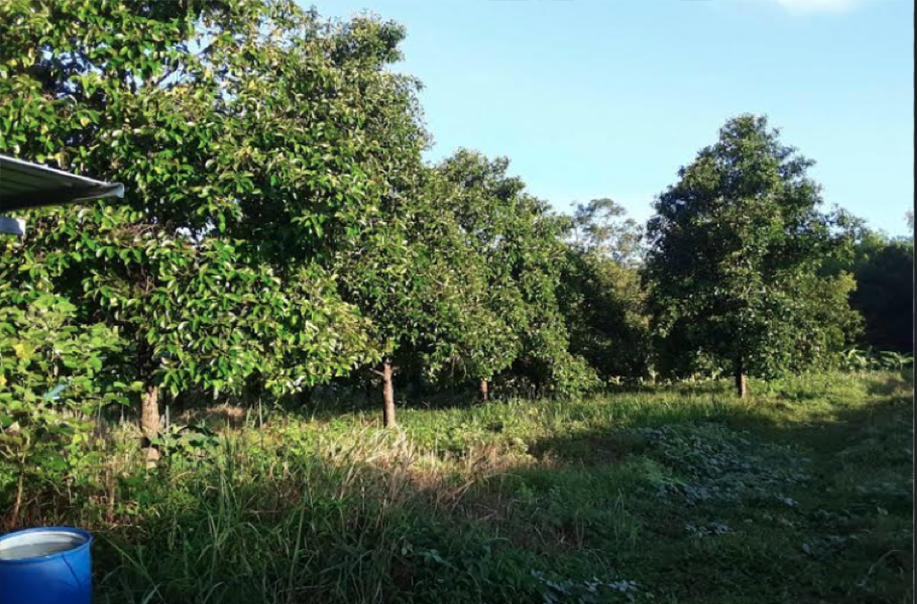 สวนสมุนไพร