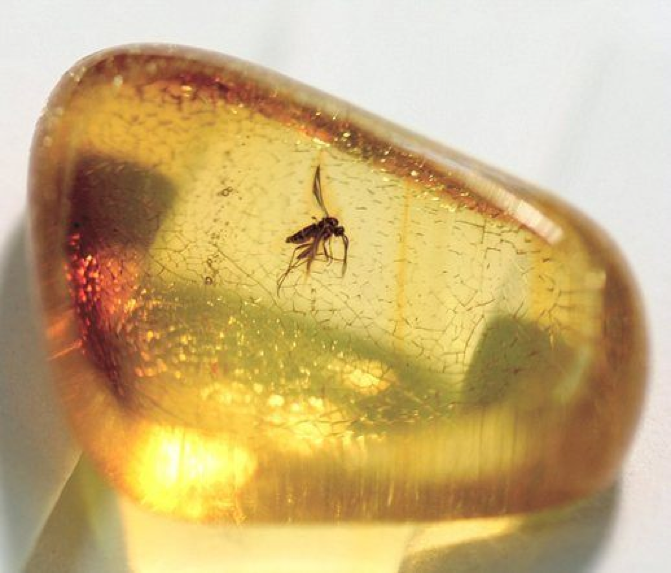 ยุงในคริสตัลของอำพัน อายุ 20-50 ล้านปี
