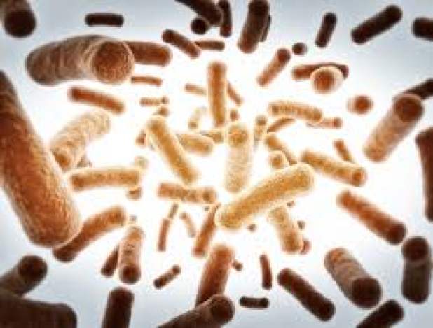 Polysaccharide Structure