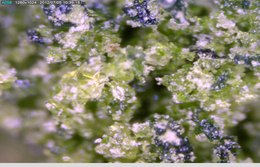 Natural Chlorophyll from Wheatgrass (500x)